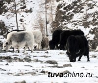 Стоянки чабанов горного Монгун-Тайгинского кожууна Тувы в связи с сильными морозами будут патрулировать еженедельно