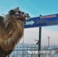 Журналисты побывали на чабанской стоянке «Кара-Чыраа» в часе езды от Кызыла