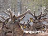 Туры выходного дня для школьников по достопримечательностям Тувы Туры выходного дня для школьников по достопримечательностям Тувы