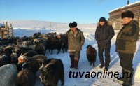 В Туве сумели избежать массового падежа скота от холода