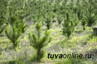 В Республике Тыва в 2018 году лесовосстановительные работы проведены на площади свыше 6 тысяч гектар
