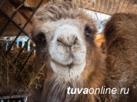 Верблюдица из Тувы, которую обожал весь Красноярский зоопарк, потеряла мужа, но осталась ему верна