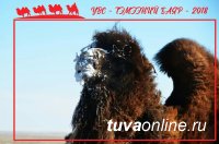 В Увс аймаке Монголии 9 марта пройдет Фестиваль верблюдов