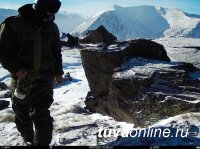 На плато Укок в Горном Алтае фотоловушки «поймали» трех снежных барсов