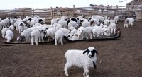 Поголовье овец и коз в хозяйствах Тувы увеличится к лету более чем на полмиллиона голов