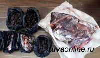 На стационарном посту ДПС «Шивилиг» госавтоинспекторами выявлен факт незаконной перевозки мяса дикого животного
