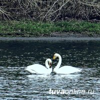 Тува: На протоке Енисея увидели "краснокнижных"  лебедей-кликунов