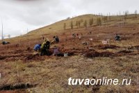 Всероссийский день посадки леса: 14000 саженцев сосны экологи посадили на станции "Тайга"