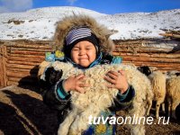 Самый высокий "выход" ягнят в ходе окотной кампании в Туве - в Тес-Хемском кожууне (86%)