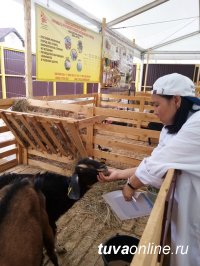 Преподаватель ТувГУ в качестве эксперта на 20-й Российской выставке племенных овец и коз