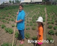 В сёлах и деревнях Тувы появились первые всходы «Социального картофеля»