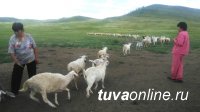 Тува: В селе Арыскан идёт передача двухсот овец следующим участникам губернаторского проекта «Кыштаг для молодой семьи»