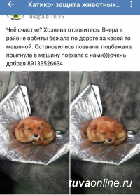 У горы Догээ бегает маленькая рыжая собачка. Хозяева, отзовитесь! У горы Догээ бегает маленькая рыжая собачка. Хозяева, отзовитесь!