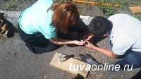 В Туве задержаны граждане Кыргызстана и Сирии, перевозившие 146 голубей В Туве задержаны граждане Кыргызстана и Сирии, перевозившие 146 голубей