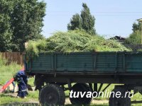 В Кызыле Совет микрорайона «Правобережный» подал пример борьбы с разросшимся бурьяном