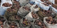 Заблудившихся в тайге сборщиков орехов в Туве помогла разыскать полиция