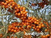 В Эрзине успешно реализуют комплексный план развития малых сел