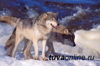 В Туве проходит конкурс на истребление волков