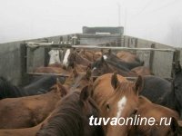 На границе Тувы и Красноярского края пресечен незаконный транзит лошадиного табуна