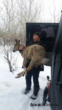 В Туве выпустили на волю косулю, натерпевшуюся страху в городе