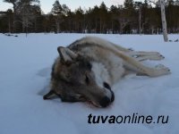 Охотники Тувы провели 29 облав на волков, одолевающих чабанские стоянки
