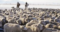 По 200 «поддерживающих» овец в 2019 году получили более ста молодых семей в Туве