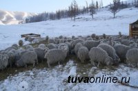 Зимовка скота в Туве проходит в нормальном режиме