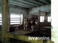 В Кызыле раскрыта кража скота, совершенная со свободного выпаса