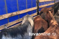 В Хакасию из Тувы не пустили 23 лошади