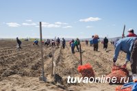 Тува: В День Победы 54 многодетные малоимущие семьи Кызыла посадили картофель