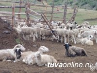 В Туве для развития овцеводства отобраны породистые баранчики