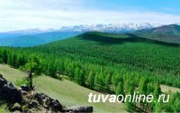 В Туве реализуется федеральный проект «Сохранение лесов»