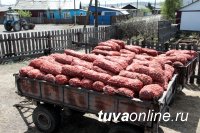 Власти Тувы помогли обеспечить семенным фондом более 3000 семей для посадки овощных культур и картофеля