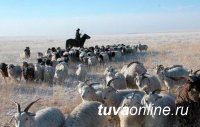 РИА Новости: Бывшие заключенные станут фермерами – в Туве начался необычный проект