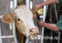 В Пий-Хемском районе Тувы оцифровывают скот