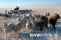 В Туве после шквалистого снега зафиксирован падеж около 1000 овец
