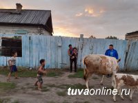 В Туве участник проекта «Корова-кормилица» подарил скот односельчанам