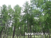 Тува: в Каа-Хемском и Бурен-Бай-Хаакском лесничествах ликвидирован очаг пихтовой пяденицы