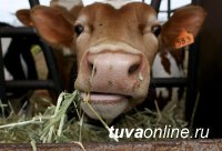 В Тандинском районе Тувы собирают первоклассный корм для сельхозживотных