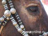 Всероссийский институт коневодства исследует геном тувинской лошади