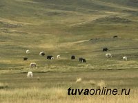 Тува: В Монгун-Тайге с 19 сентября вводятся ограничения в связи с COVID-19