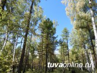 В Туве проведена актуализация реестров государственного лесопатологического мониторинга