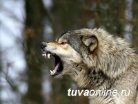 В Туве официально разрешен отстрел волков