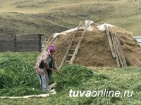 В Туве заготовили на зиму корма для сельхозживотных с превышением плана