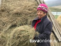 В Туве заготовили на зиму корма для сельхозживотных с превышением плана