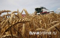 В Туве средняя урожайность зерна составила 16 ц/га, в отдельных хозяйствах - до 30 ц/га