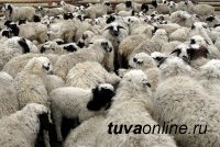 "Импортные" бараны-производители распределены по животноводческим хозяйствам Тувы