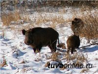 В Туве охотников призывают остерегаться больных кабанов