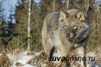 В Туве сформировали 114 бригад для охоты на волков