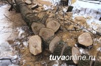 В Туве, заготавливая дрова, погиб школьник